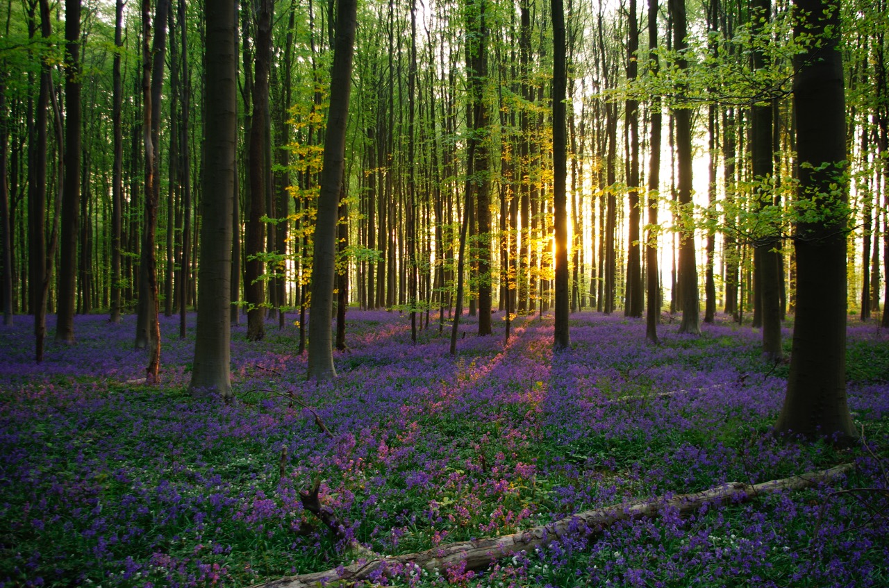 La luz del sol atraviesa un bosque con campanillas en flor